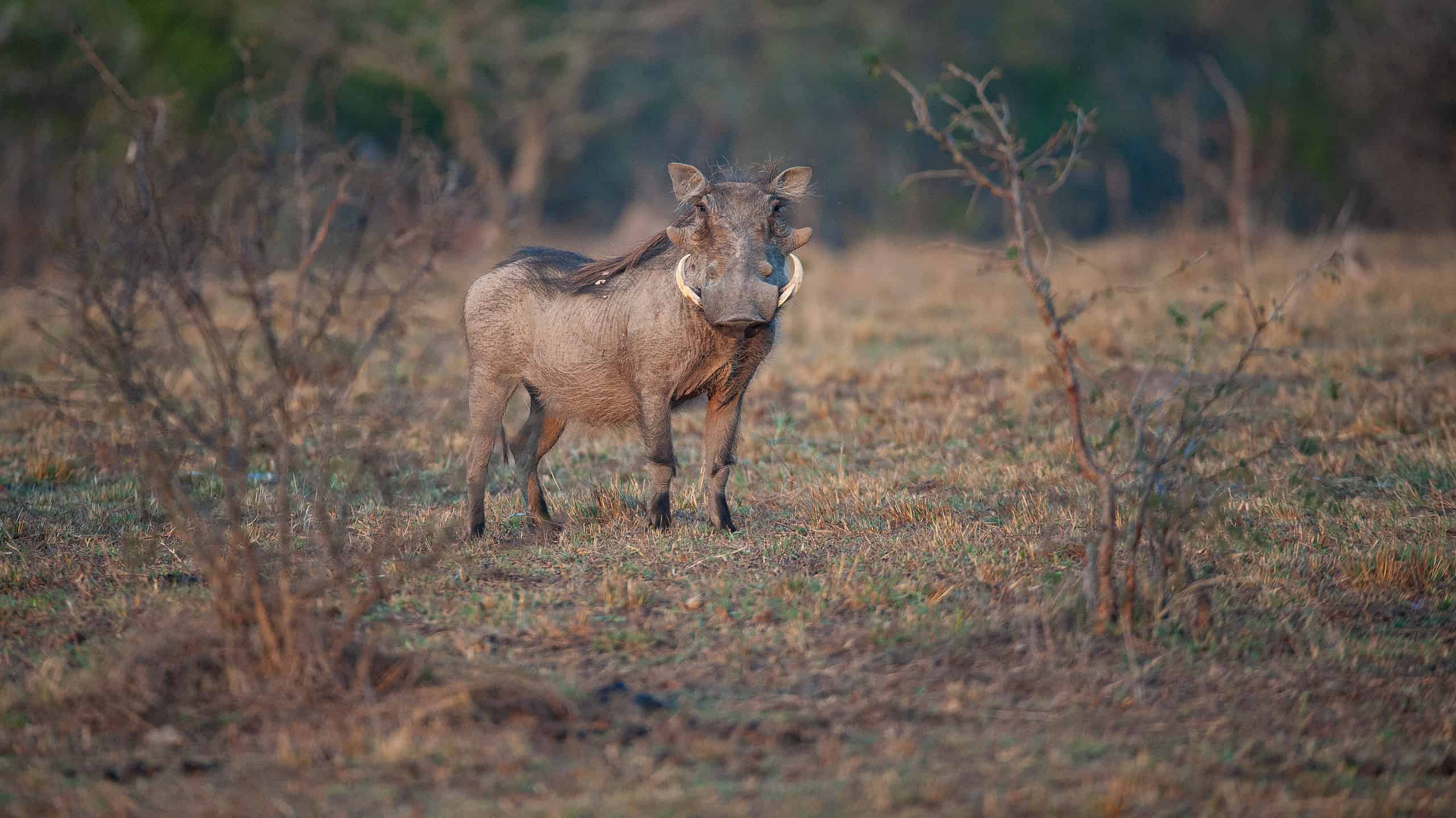 Warthog Runs Straight Into Two Adult Lions and is Gone In A Flash - AZ Animals