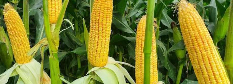 Maize Farmer