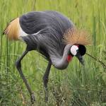 Uganda the Pearl of Africa
